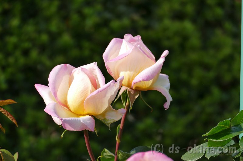 20170518_160327_0.jpg